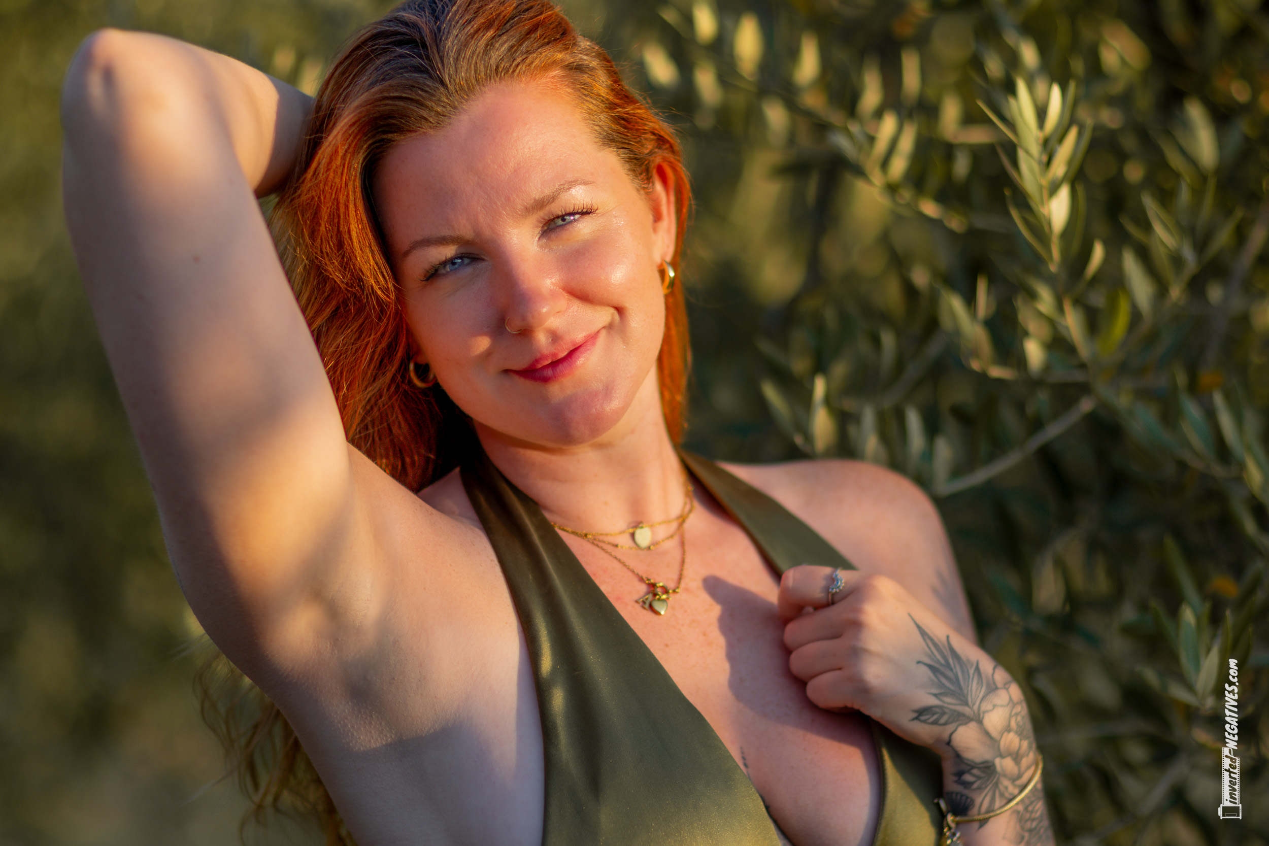 Abendsonne im Olivenhain